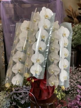 就任の御祝の胡蝶蘭をお届けしました｜「パールフローラ」　（愛媛県松山市の花キューピット加盟店 花屋）のブログ