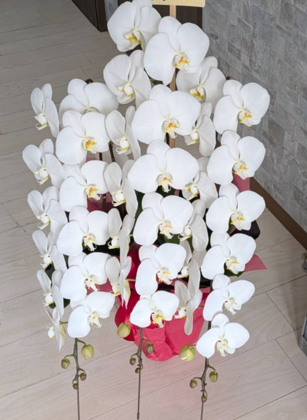 ショップオブザイヤー受賞の御祝胡蝶蘭｜白大輪胡蝶蘭｜愛媛松山｜「パールフローラ」　（愛媛県松山市の花キューピット加盟店 花屋）のブログ