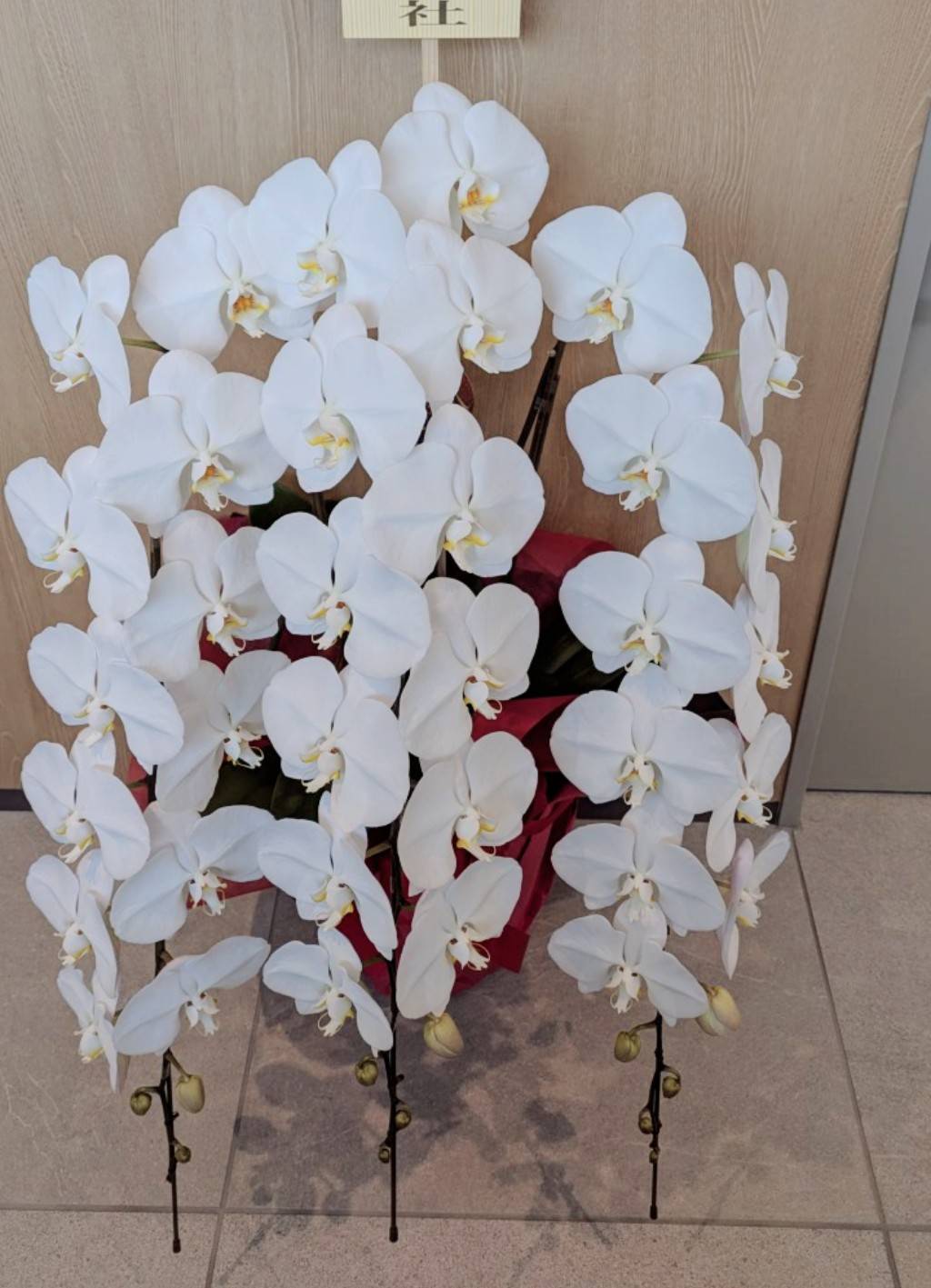 開院の御祝大輪胡蝶蘭・八重のコデマリ？｜愛媛松山