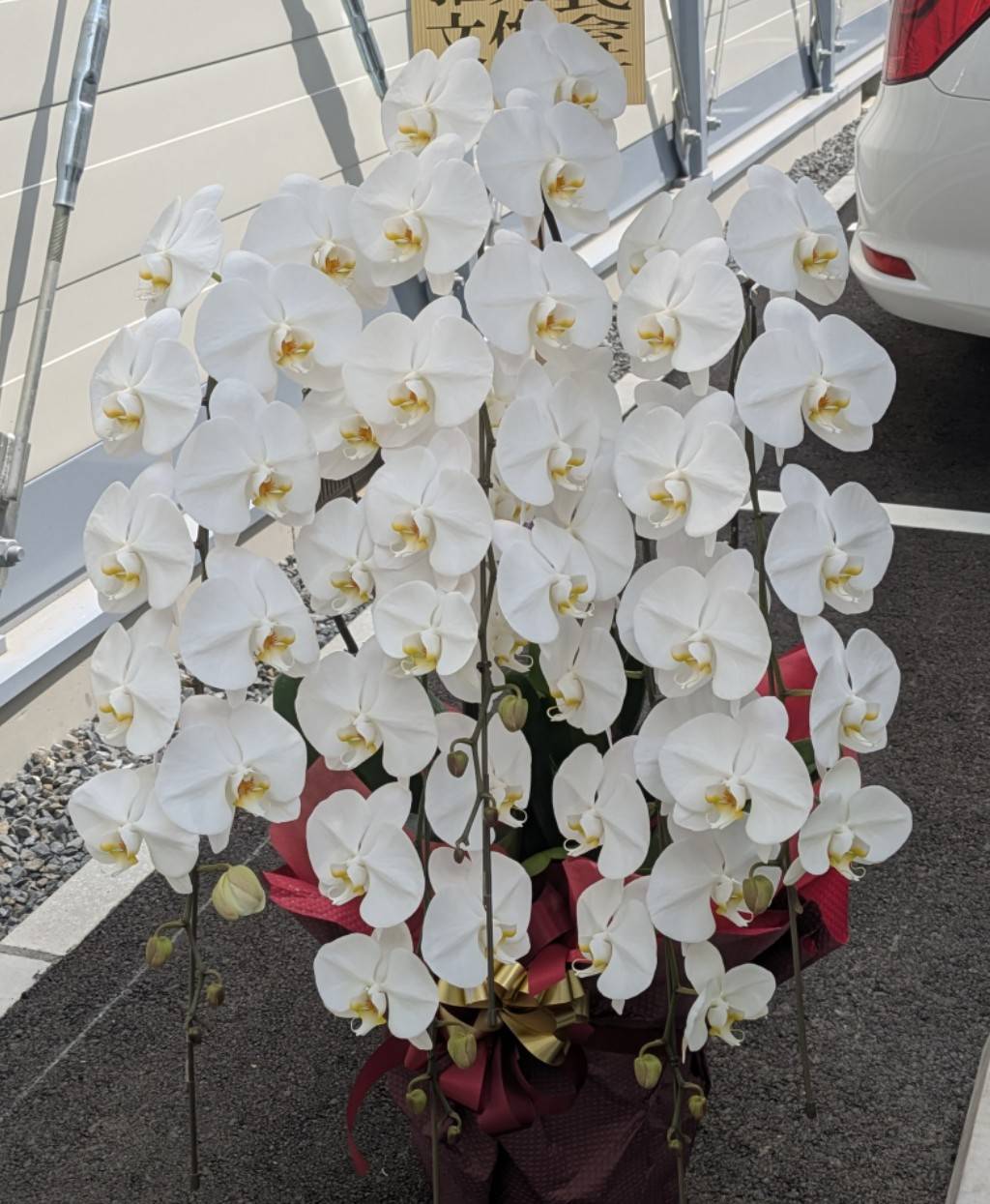 白大輪５本立ち胡蝶蘭｜開所御祝｜愛媛松山｜「パールフローラ」　（愛媛県松山市の花キューピット加盟店 花屋）のブログ