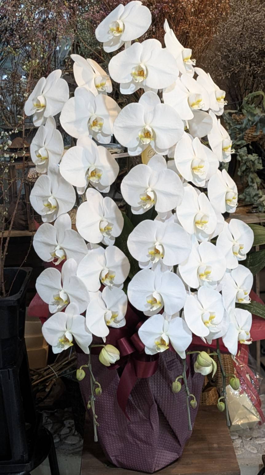 校長先生・教頭先生就任御祝の白大輪３本立ちの胡蝶蘭｜愛媛松山｜「パールフローラ」　（愛媛県松山市の花キューピット加盟店 花屋）のブログ